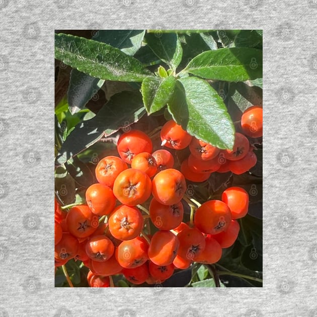 Fall Orange Berries by Photomersion